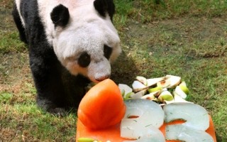 海洋公园佳佳 成全球第二年长熊猫
