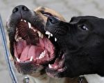 恶犬扯半张脸 7岁童复颜成功