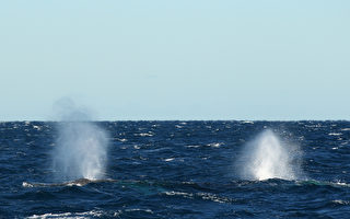 13年來首次南露脊鯨在紐省北海岸誕生