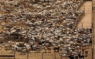 澳動物保護協會對印尼虐牛調查表示不滿