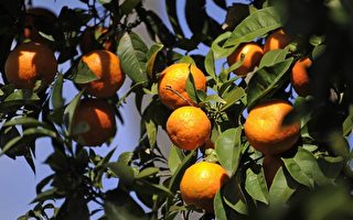澳洲柑橘大豐收 出口困難 果農無奈
