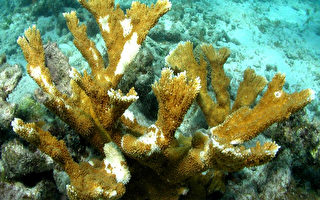 8月17日，喬治亞大學公布受人類汙染致死的麋角珊瑚。(AFP)