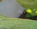 吉林市民喜见优昙婆罗花