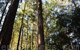 环保份子抗议澳洲林木遭砍伐