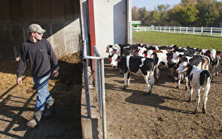 农场饲主佛里斯特表示，传统畜牧业的交易就是以“诚信”为原则，双方常口头承诺、握手定案，就算完成交易。（摄影：Darren Hauck/Getty Images）