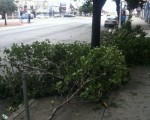 图：法拉盛被飓风折断的枝杈，（摄影：周俊义／大纪元）