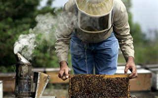 劣质中国蜂蜜混入美国 消费者留心
