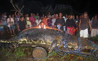 菲律宾生擒6.4米巨鳄 送生态公园饲养
