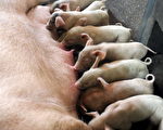 近日，日本媒體報導「中國豬開始動搖世界經濟」。圖為大陸一生豬養殖場。(STR/AFP/Getty Images)
