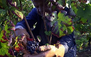 法国勃艮第酒庄 强调人工摘葡萄酿极品