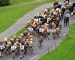 圖片新聞：阿爾卑斯山乳牛回家囉！