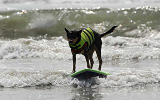 組圖：一衝60米 狗狗衝浪破紀錄