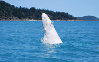 澳洲現機率為千分之一的純白色座頭鯨