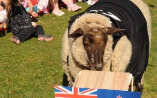 新西兰神算绵羊预测世橄赛八强结果