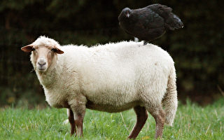 圖片新聞：雞愛上羊？