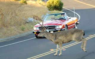 马、维二州撞鹿概率全美最高之一