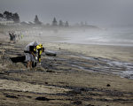 觸礁於紐西蘭豐盛灣的「雷納號」貨輪，11日再度漏油，使汙染範圍擴大。圖為義工在清理沖上海灘的油汙。（AFP）