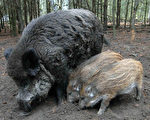 在柏林能打獵 每年兩千野豬上餐桌