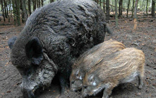在柏林能打猎 每年两千野猪上餐桌
