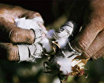 图为 由于不能用污水来灌溉，河南癌症村民无法种植谷物与菜，只能种棉花。（AFP/Getty Images）