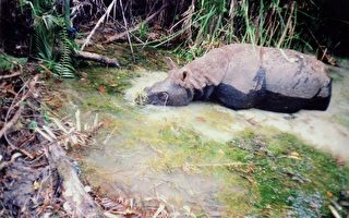 越南最后爪哇犀牛 遭盗猎灭绝
