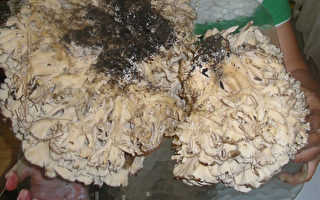 麻州野味多 華裔老人採獲特大食用菇