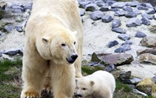 加国象征 议员：北极熊胜海狸