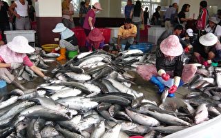 新竹區漁會烏魚產業文化節