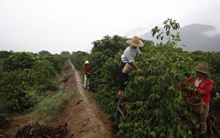中国云南省宝山的咖啡农收采咖啡豆（China Photos/Getty Images）
