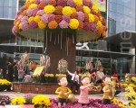美籍华人在韩国：首尔的江南菊花展