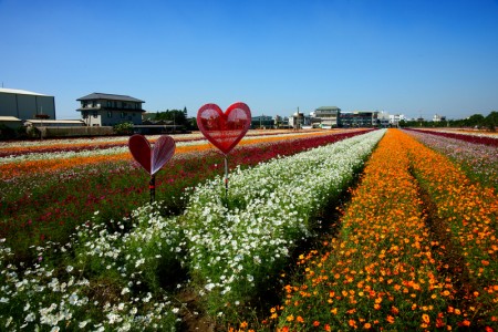 高雄市花现桥头入秋最美邂逅 花海 大纪元