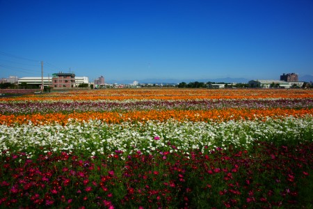 高雄市花现桥头入秋最美邂逅 花海 大纪元