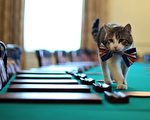 第一猫玩忽职守 英国首相飞叉打老鼠