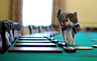 第一猫玩忽职守 英国首相飞叉打老鼠