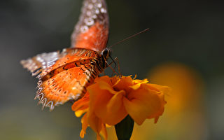 組圖：尼泊爾戈達瓦里植物園昆蟲生態