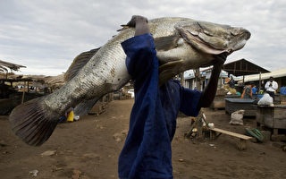 乌干达当地居民在尼罗河内，捕获一尾重达80公斤的尼罗河鲈鱼，显示当地的自然野生动物生态资源丰富。（摄影：WALTER ASTRADA/AFP/Getty Images）