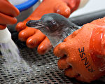 除油污获新生 新西兰送49只小企鹅回家