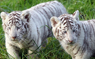 組圖:法國兩白虎幼仔  模樣超可愛
