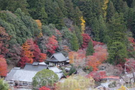 奈良宇陀市室生寺的红叶 大纪元