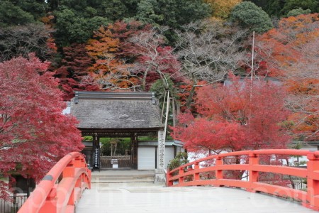 奈良宇陀市室生寺的红叶 大纪元