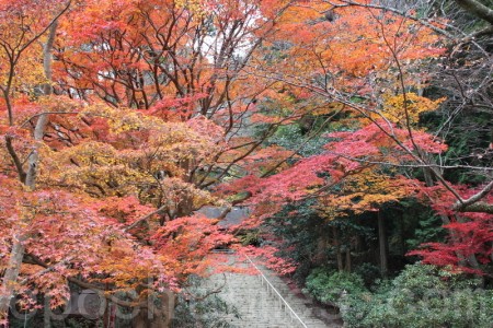 奈良宇陀市室生寺的红叶 大纪元