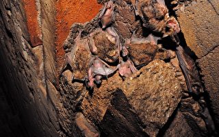 新竹地區罕見霜毛蝠   族群生態研究有助保育