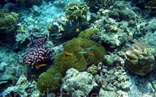 组图：马尔代夫海底世界 热带鱼和珊瑚礁(四)