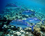 馬爾代夫熱帶魚/突然出現的魚群，像游行隊伍似的在你眼前快速游過。（攝影:玉清心/大紀元）