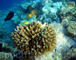 馬爾代夫的珊瑚礁和熱帶魚（攝影:玉清心/大紀元）