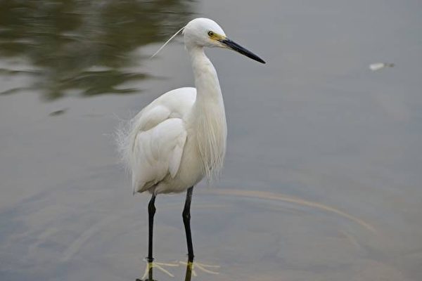白鹭 bird-7768491_960_720.jpg
