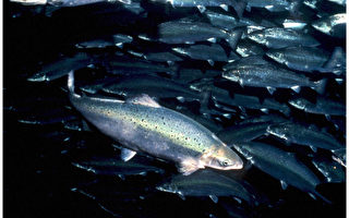 野生大西洋三文鱼首次未回加拿大产卵