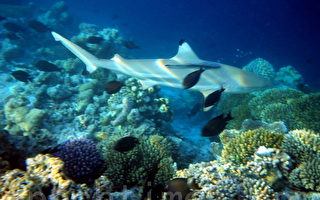组图：马尔代夫海底世界 热带鱼和珊瑚礁(三)