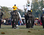 第八屆「國際大象節」12月26日在尼泊爾舉行，有足球比賽、馬球賽、賽跑，以及大象選美賽等賽事。（STR: PRAKASH MATHEMA / AFP ImageForum）
