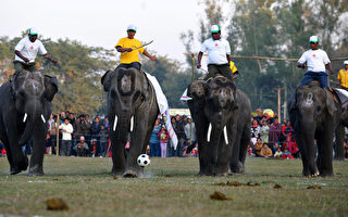 组图：尼泊尔大象节  各类比赛轮番上阵